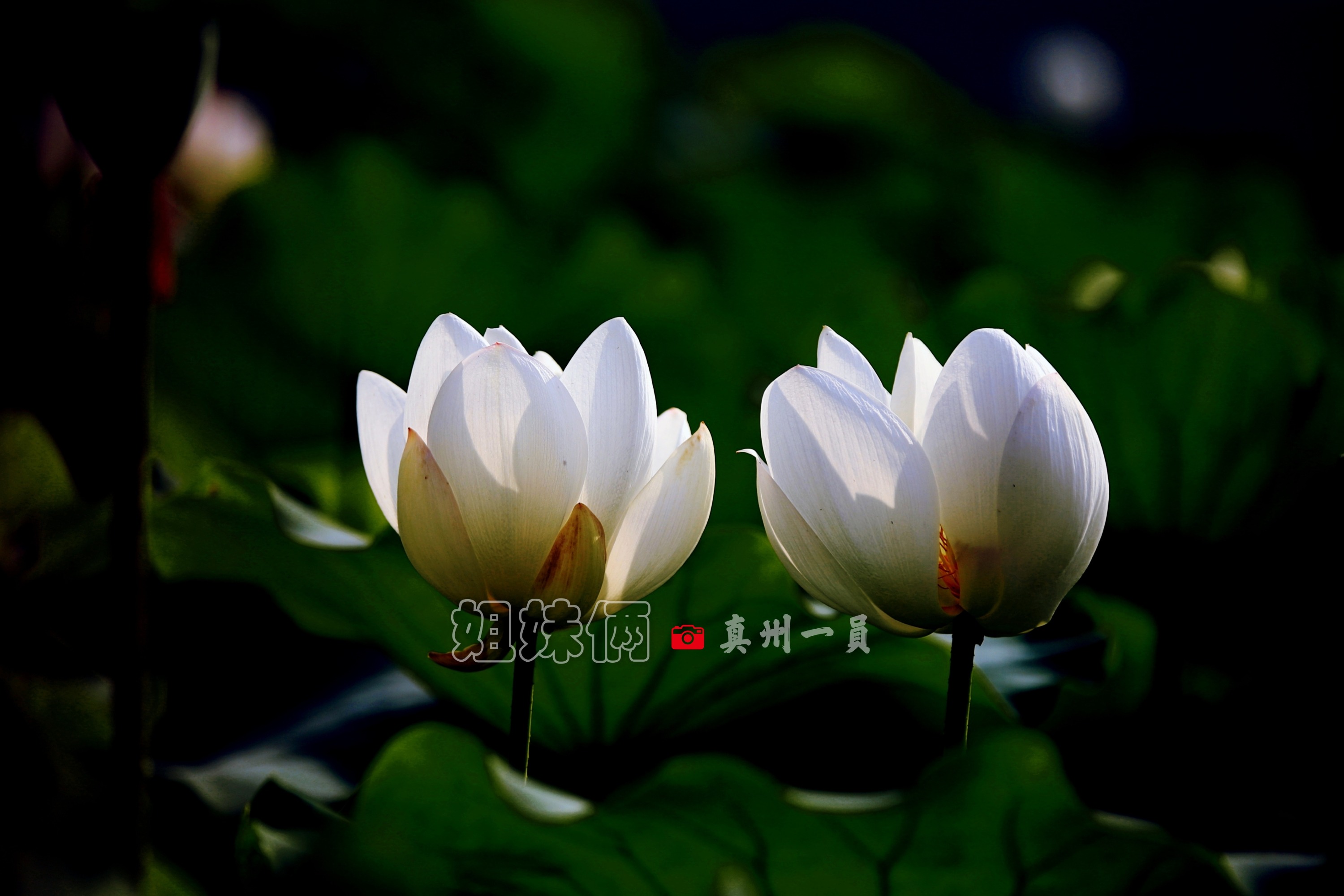 MG_1543_mix01_mix01.jpg