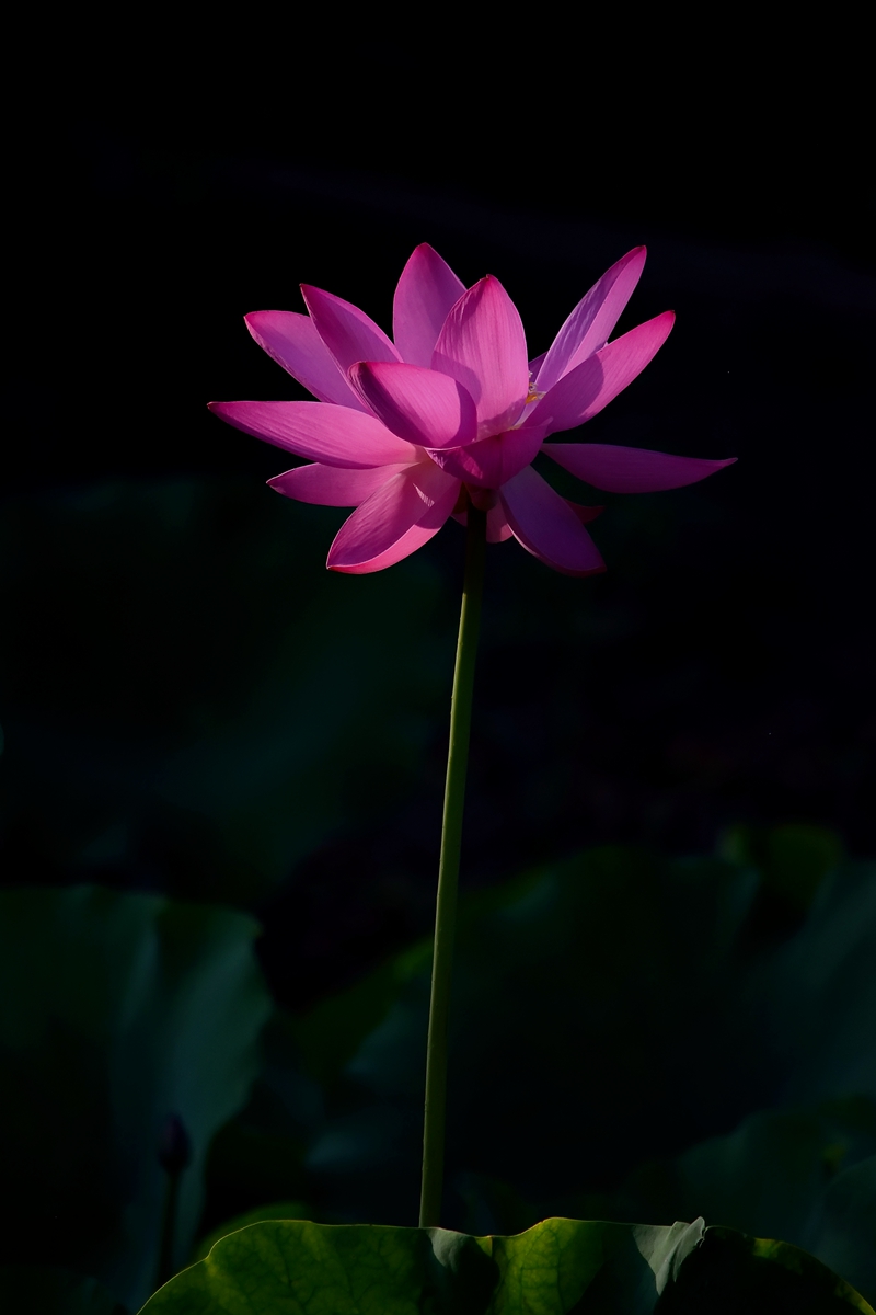DSC_5948_副本_副本.jpg