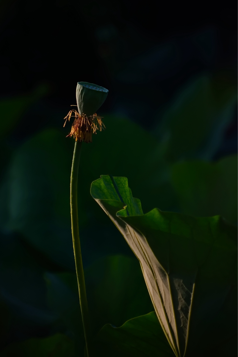 DSC_5947_副本_副本.jpg