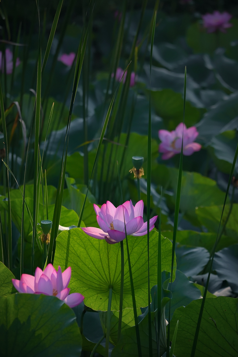 DSC_5925_副本_副本.jpg