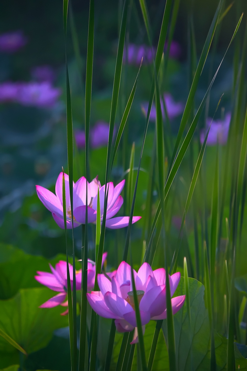 DSC_5960_副本_副本.jpg