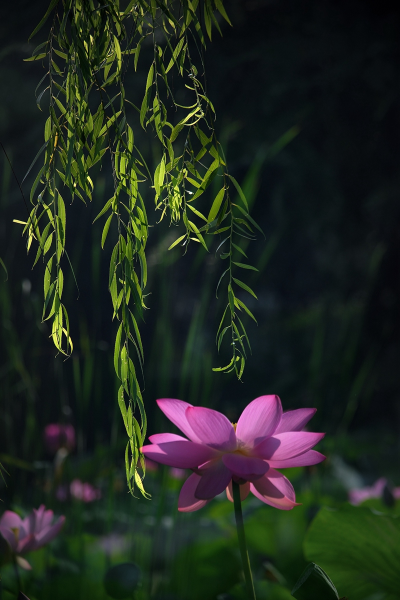 DSC_5982_副本_副本.jpg