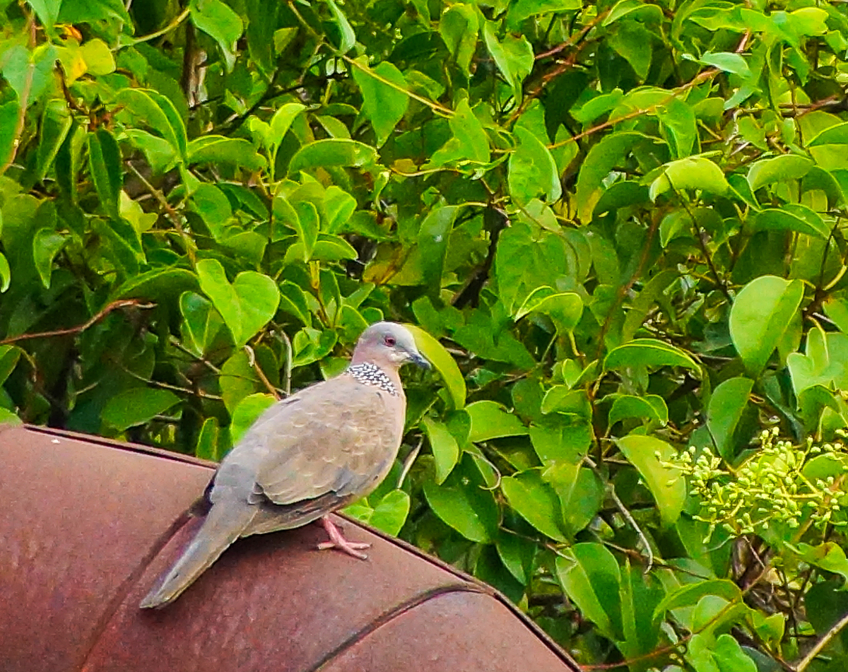 DSC09911.jpg