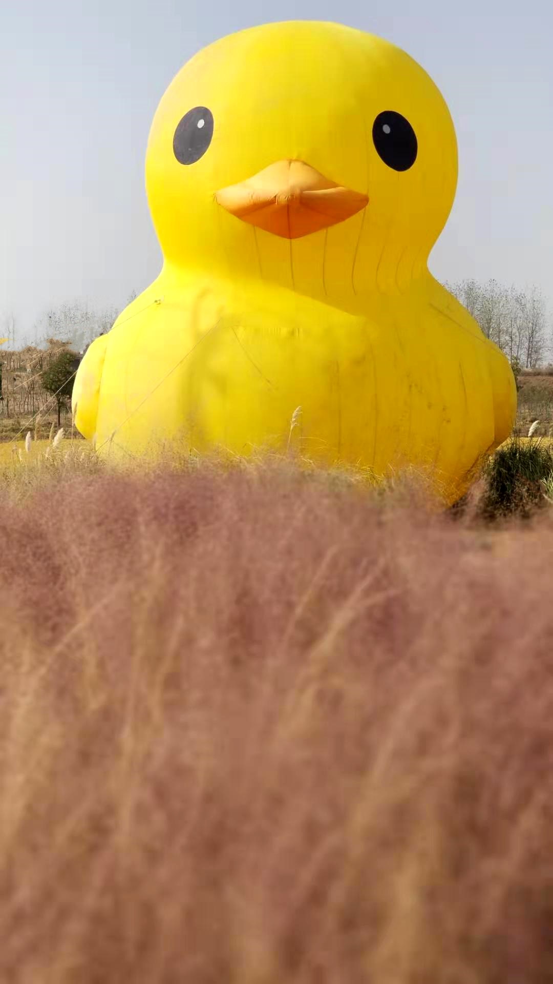 微信图片_20191031071826 m.jpg