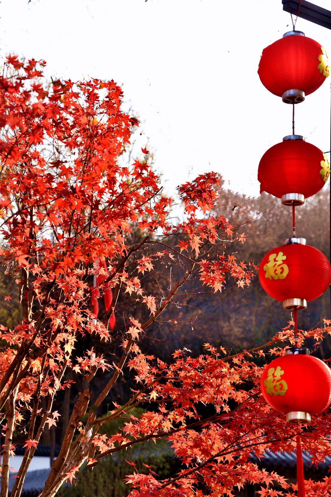 DSC_3917 n.jpg