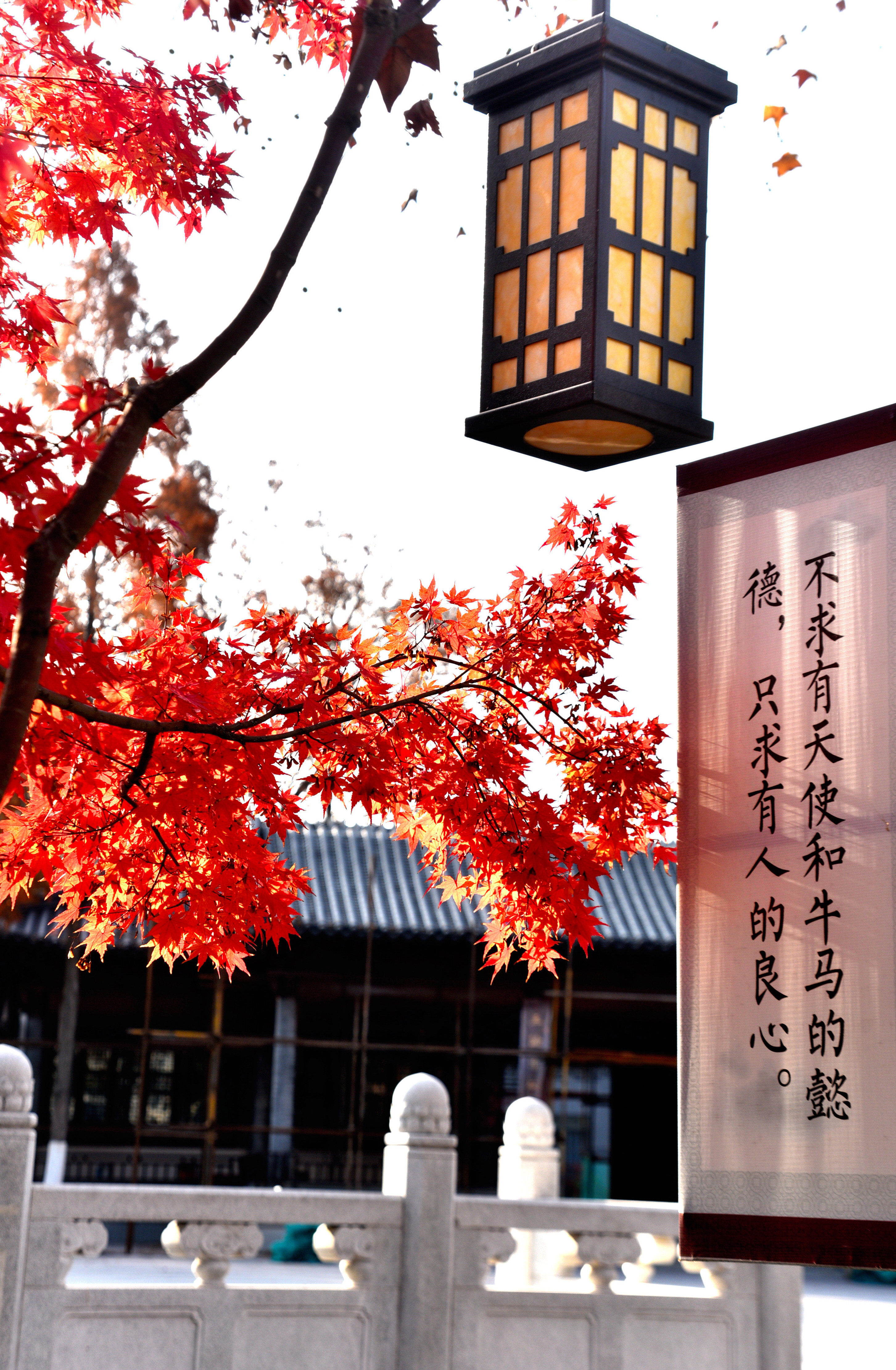 DSC_3919 n23.jpg