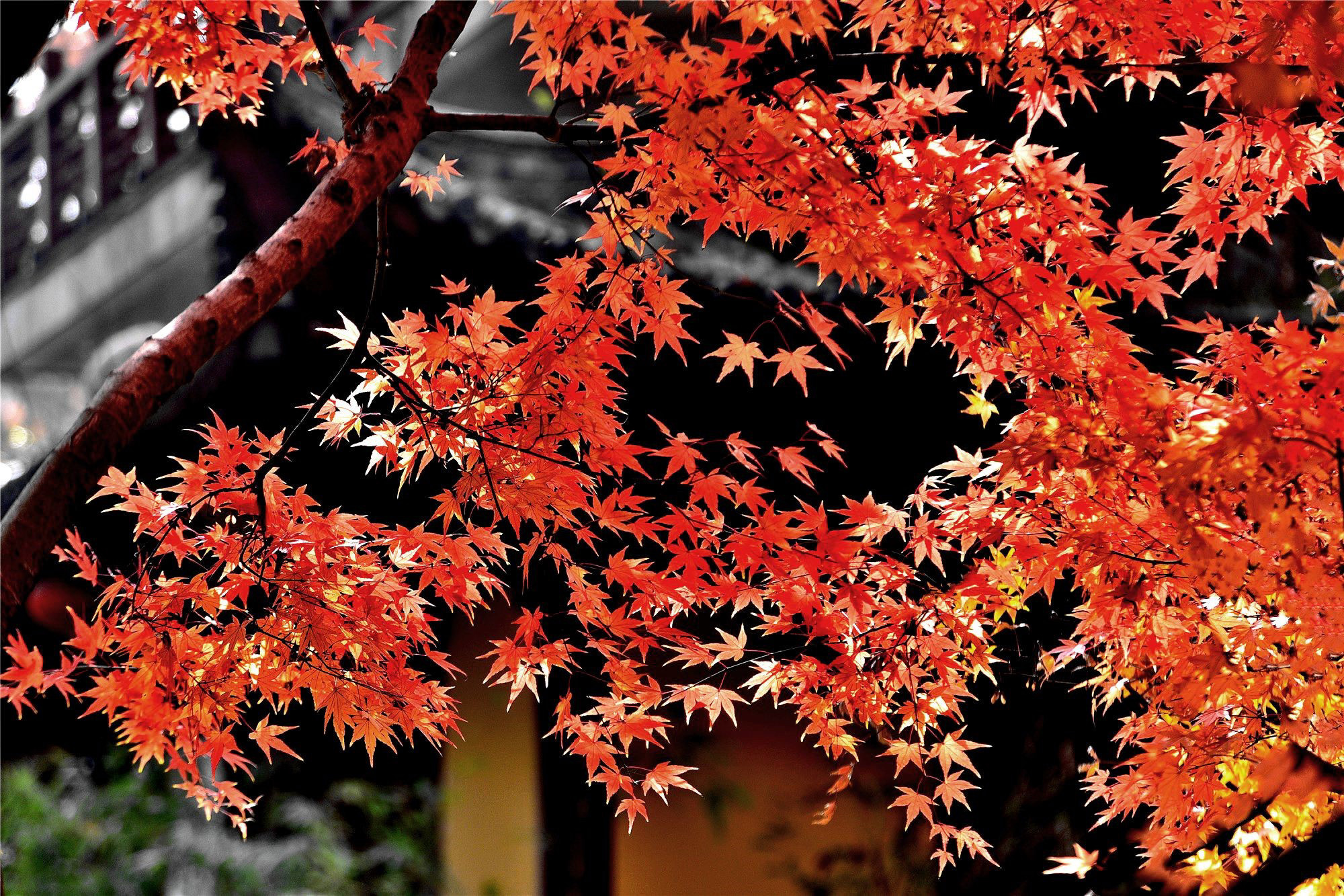 DSC_4031 n m2_副本2.jpg