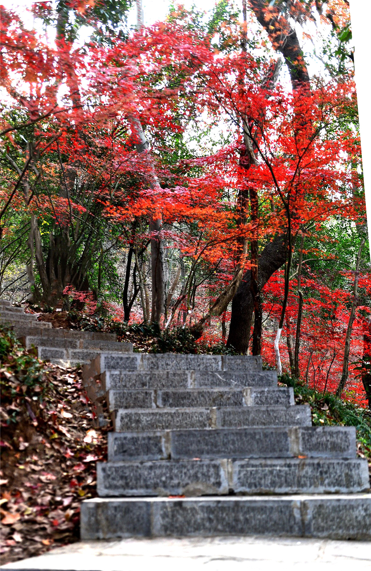 DSC_3955 n_副本3.jpg