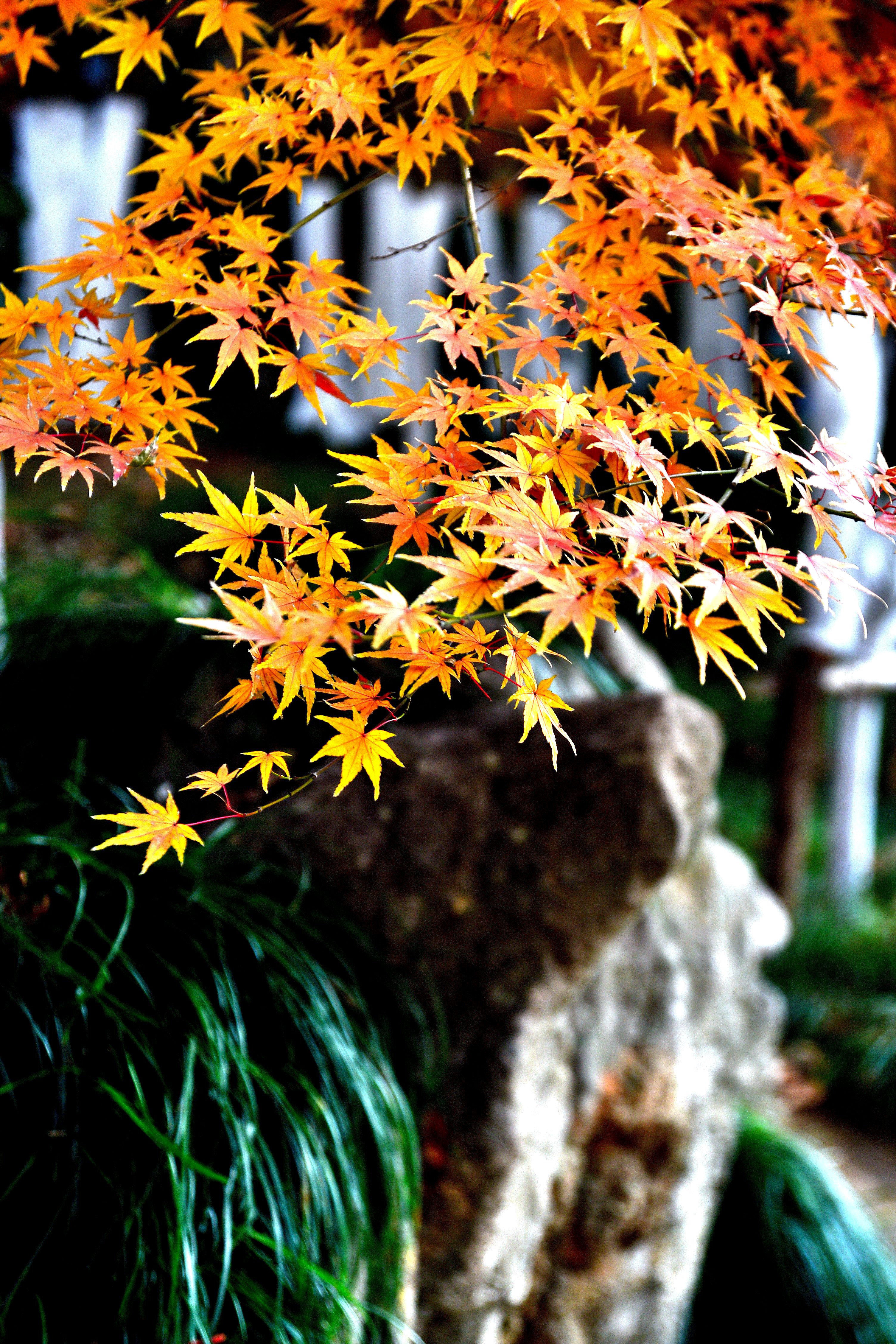 DSC_3935 n_副本2.jpg