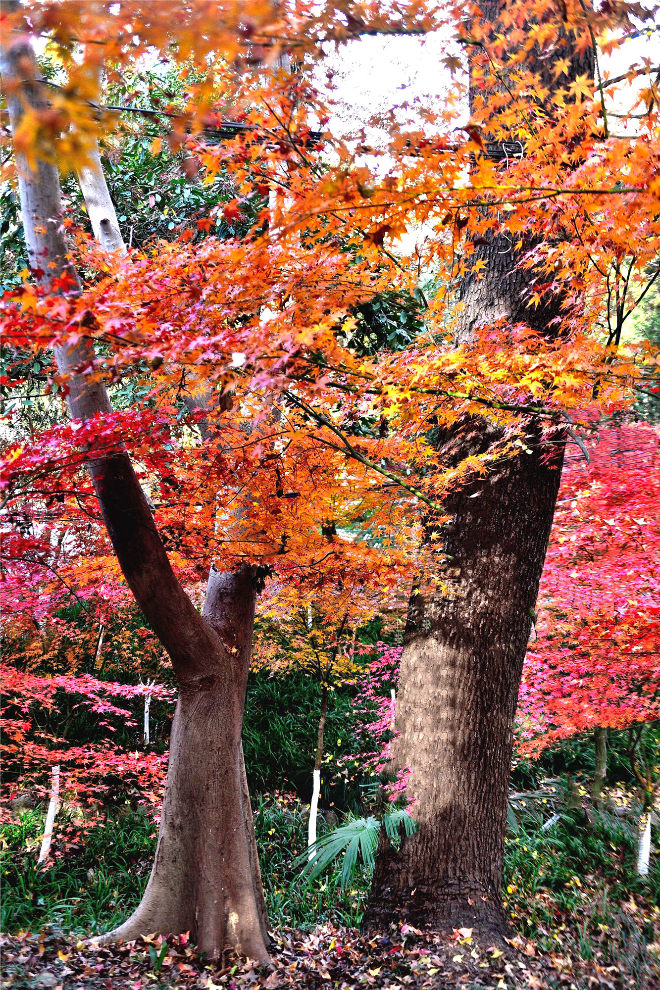 DSC_3969 n_副本3.jpg