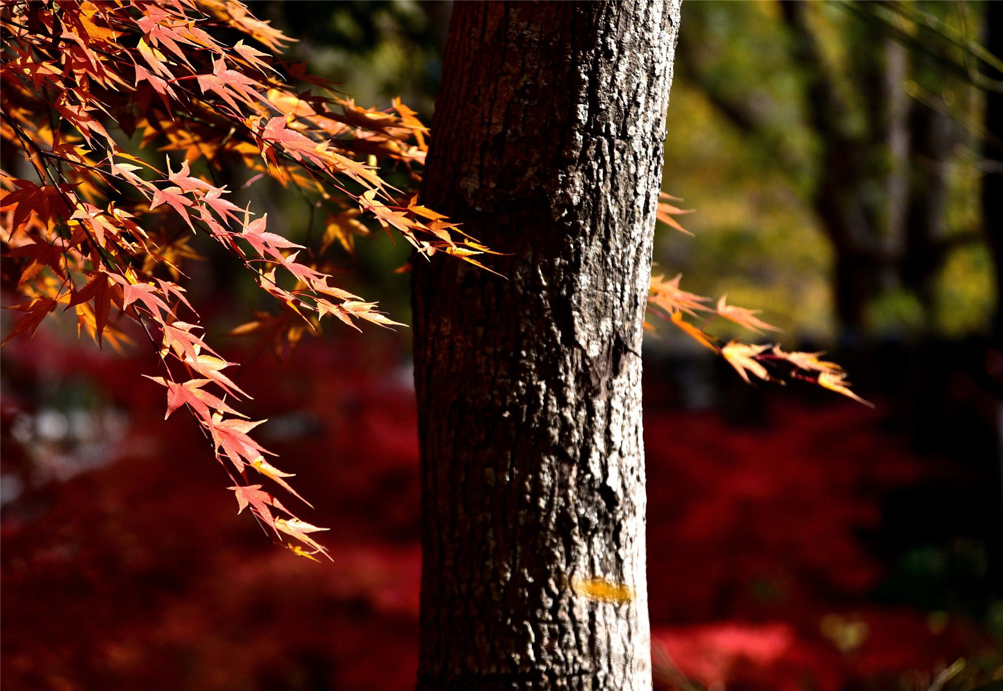 DSC_4028 n 2_副本2.jpg