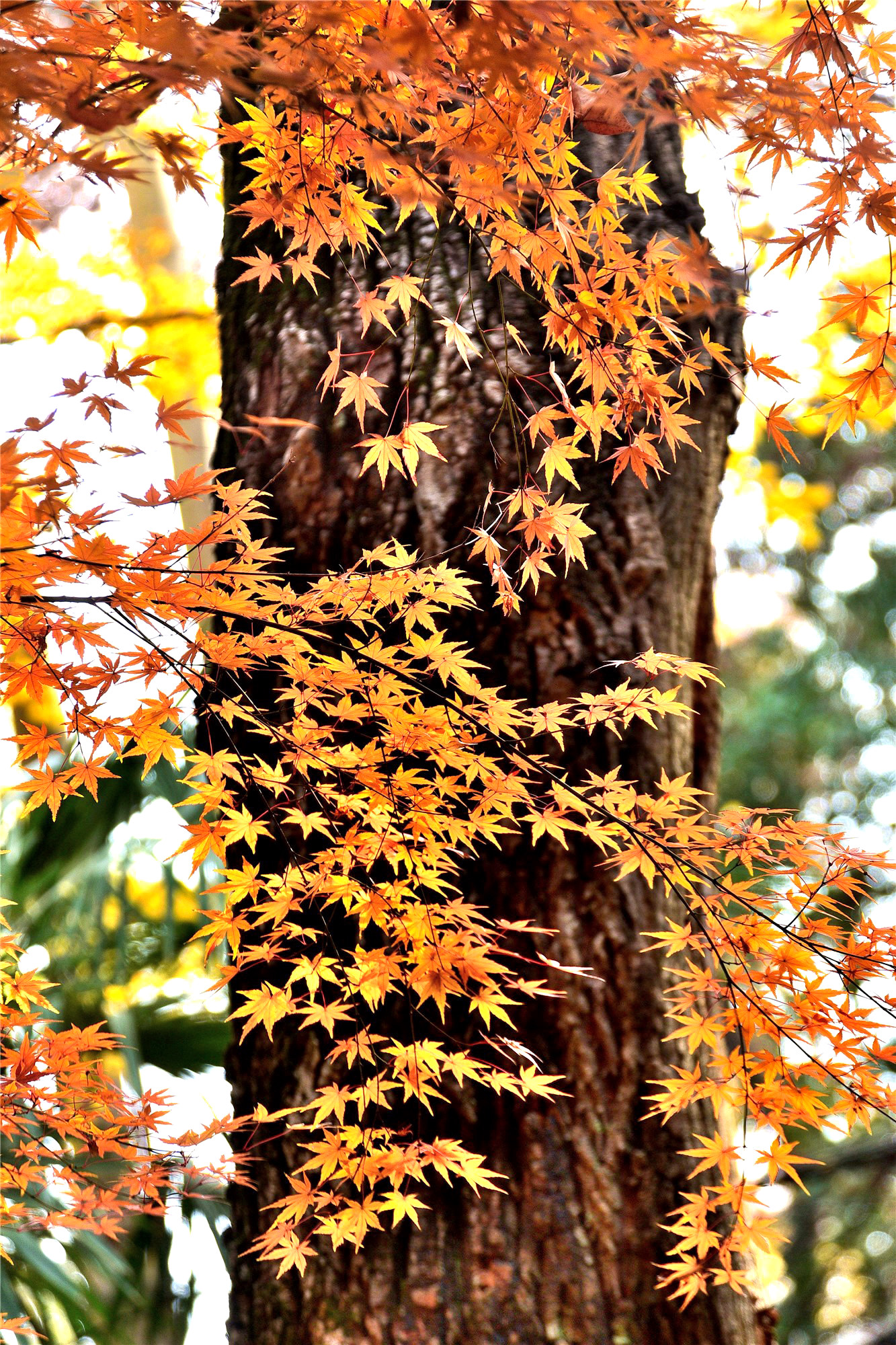 DSC_3977 n_副本3.jpg