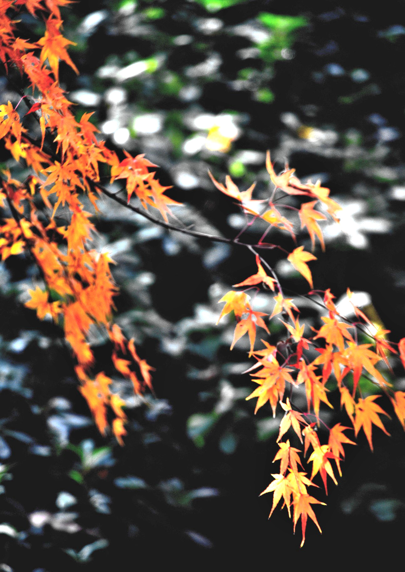 DSC_4002 n_副本2.jpg