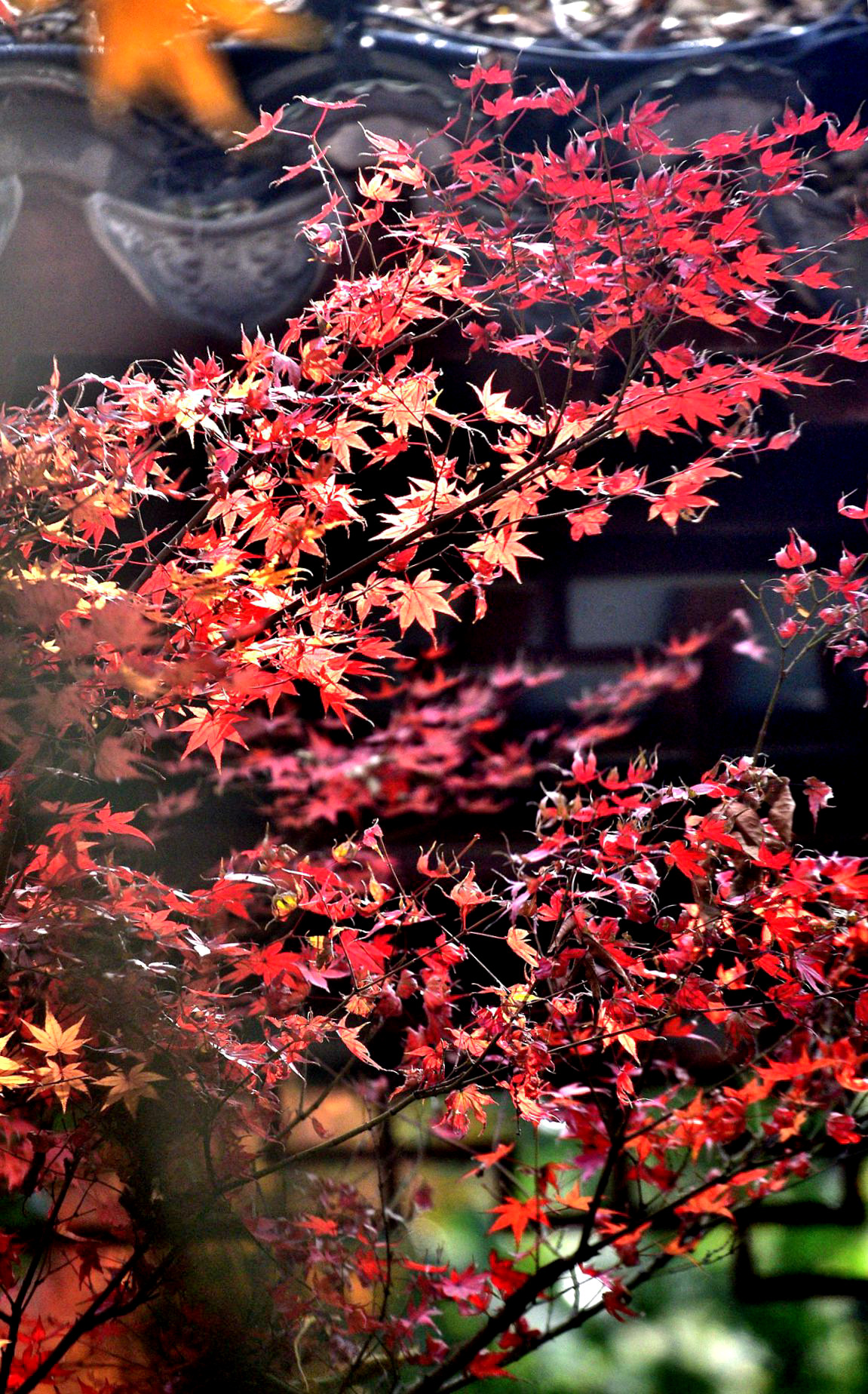 DSC_4037 mm_副本2_副3.jpg