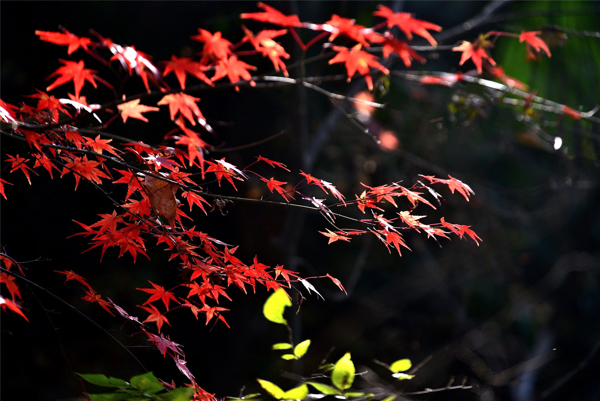 DSC_4064 n 2_副本2.jpg