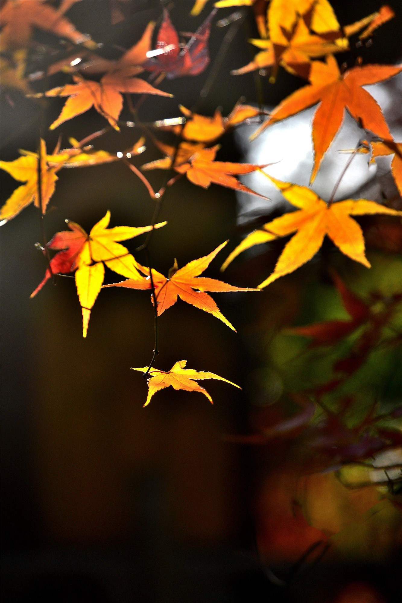 DSC_4077 n2_副本2.jpg
