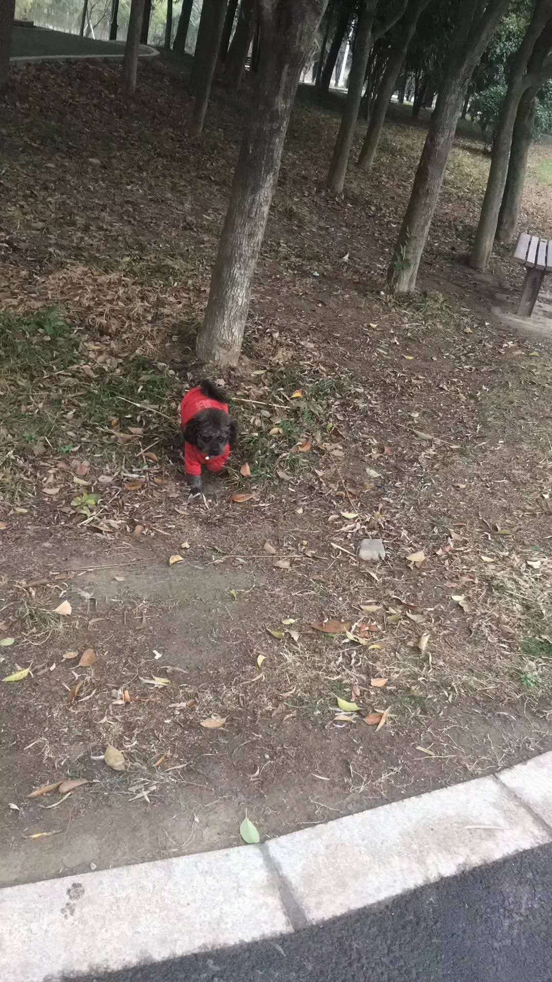 黑毛