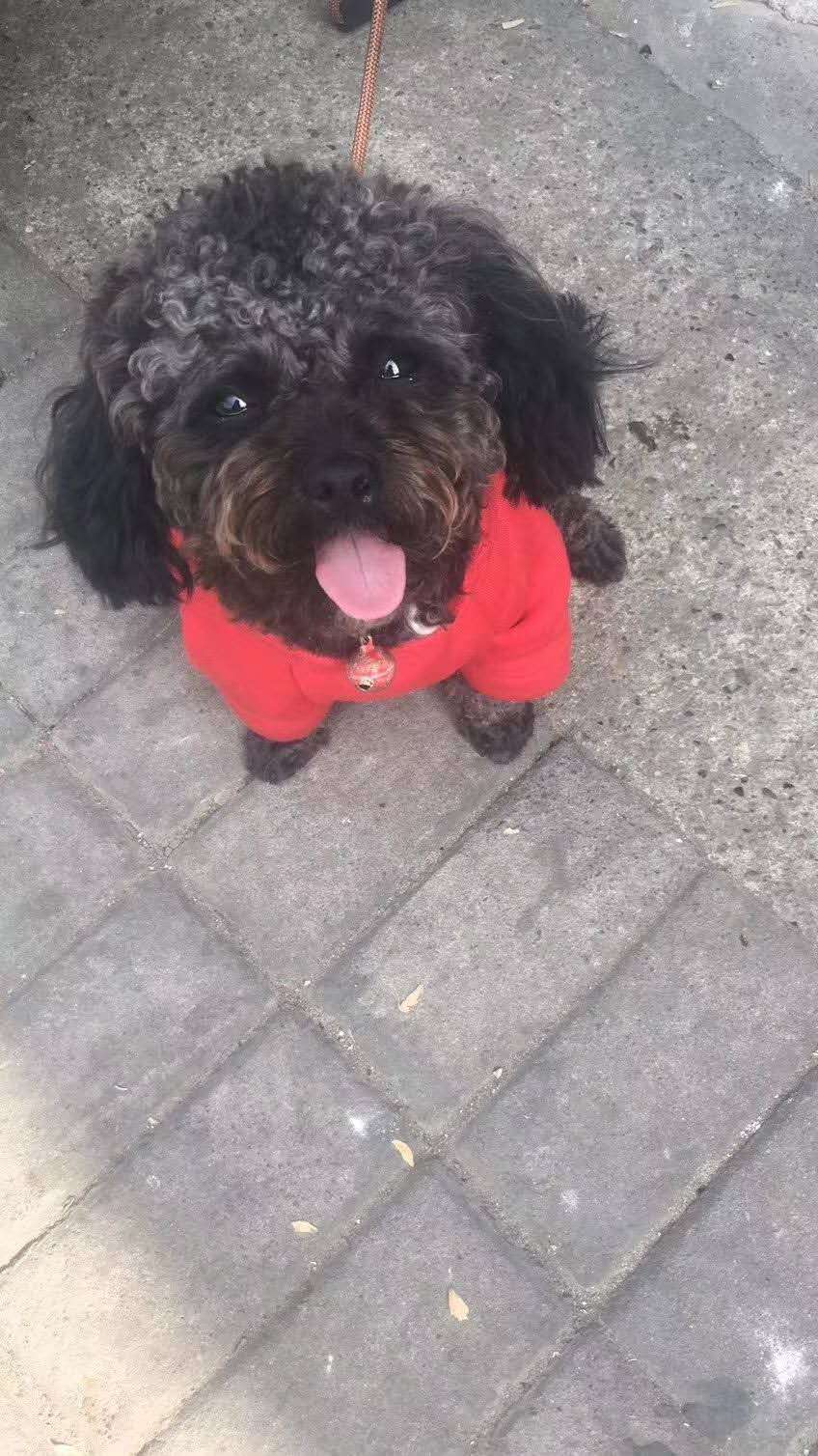 泰迪