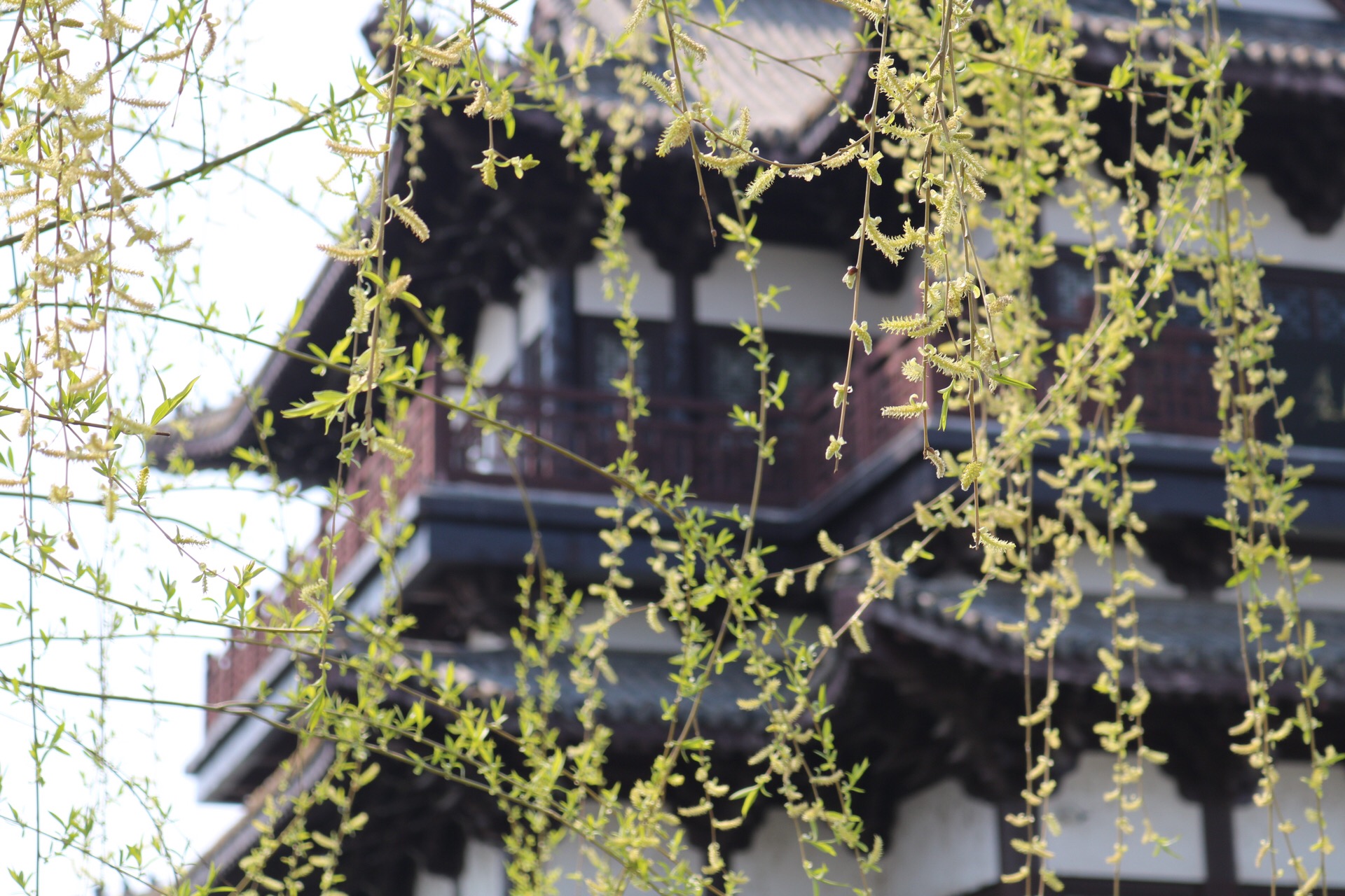 EF265953-149E-435E-9F7F-A61260CC62E5.jpeg