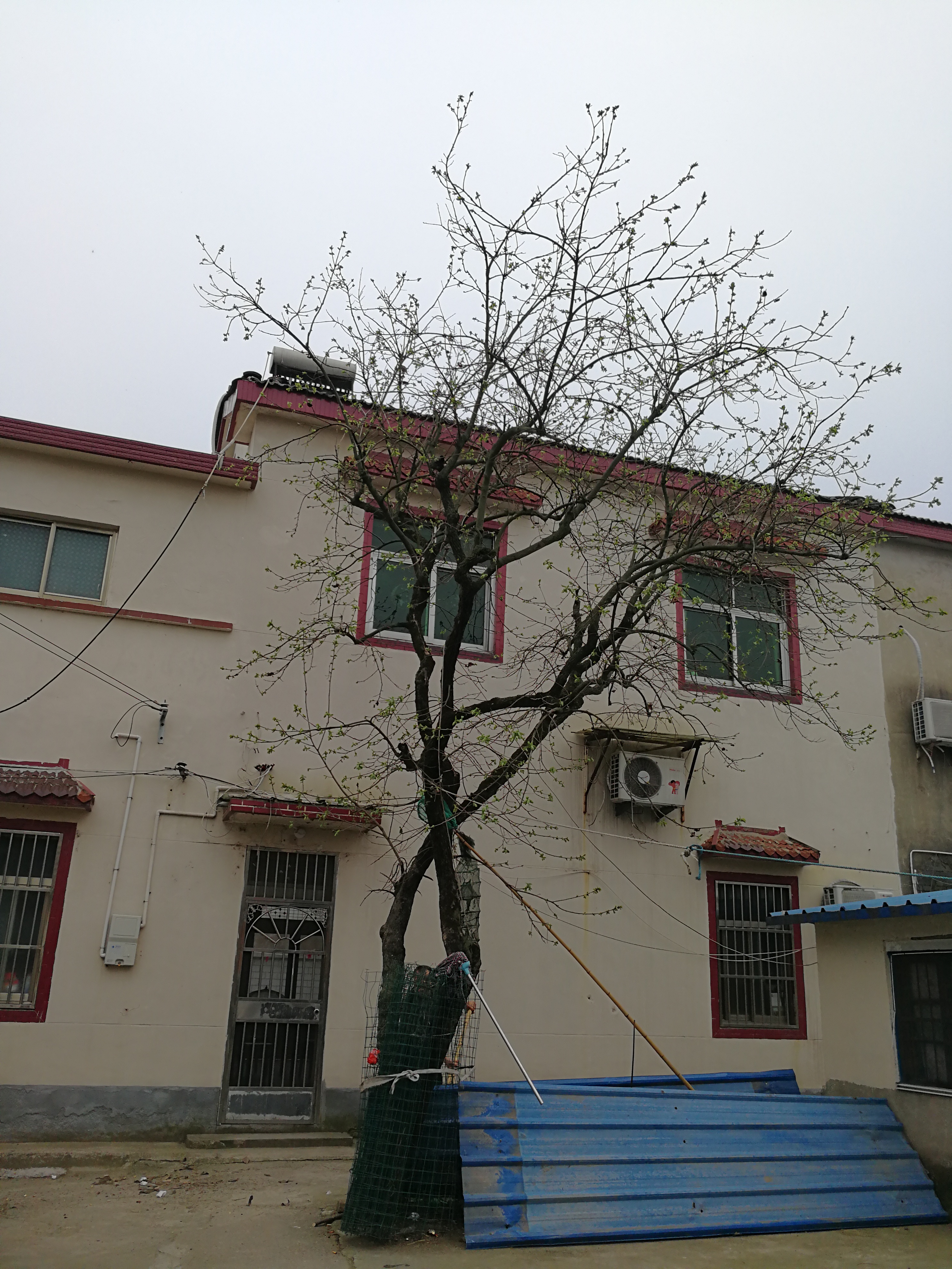 李久珍家柿子树.jpg
