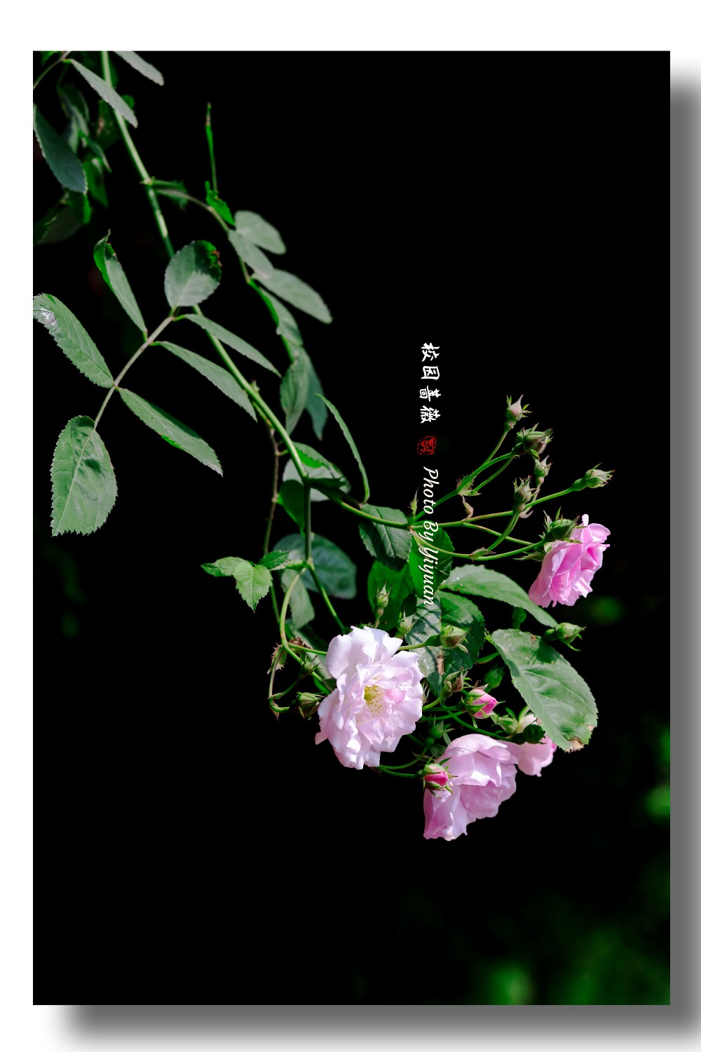 335A25F3-5DCE-4927-A8C7-B79D5CE36A59.jpeg