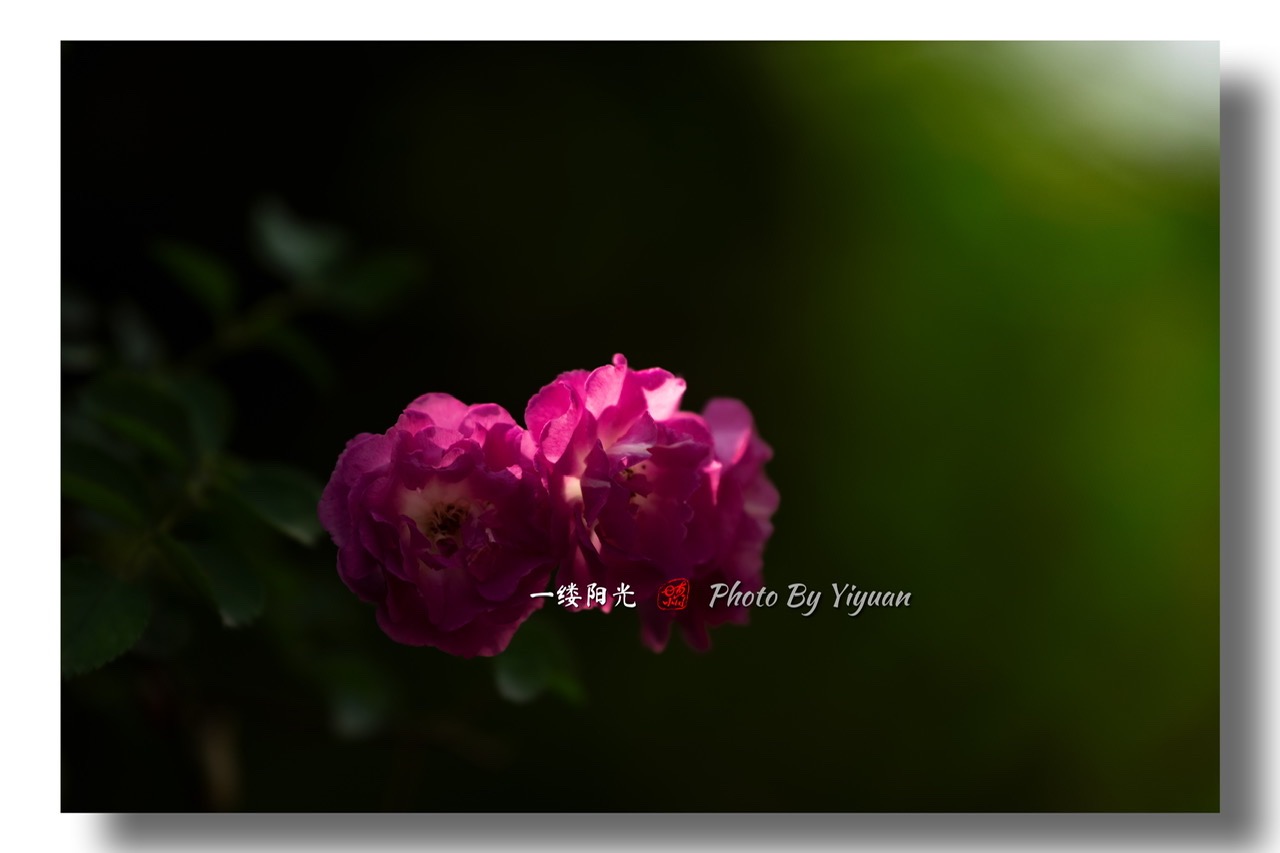 8F6EE6B6-C488-4E9E-9827-24B8EFAF414E.jpeg