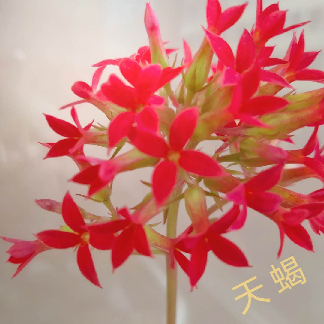微信图片_20200505192658.jpg
