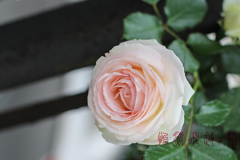 IMG_9247~1.jpg