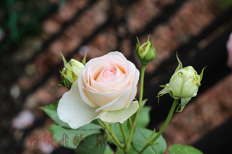 IMG_9255~1.jpg