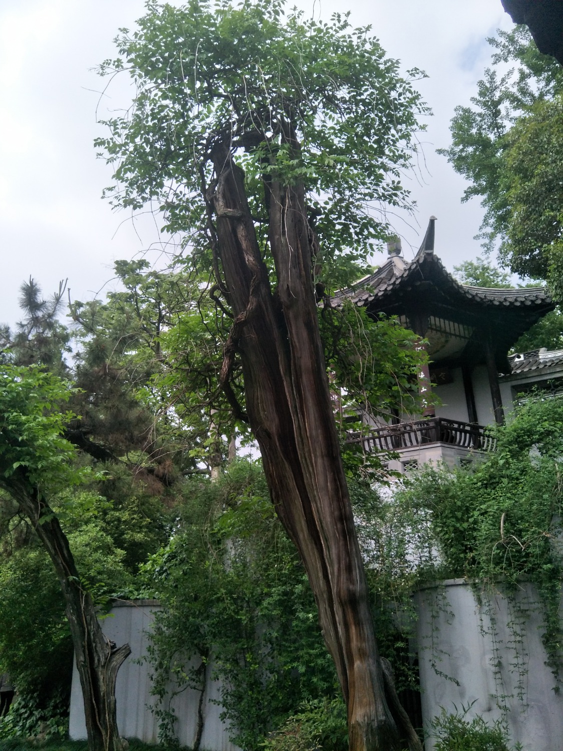 IMG20200510153127.jpg