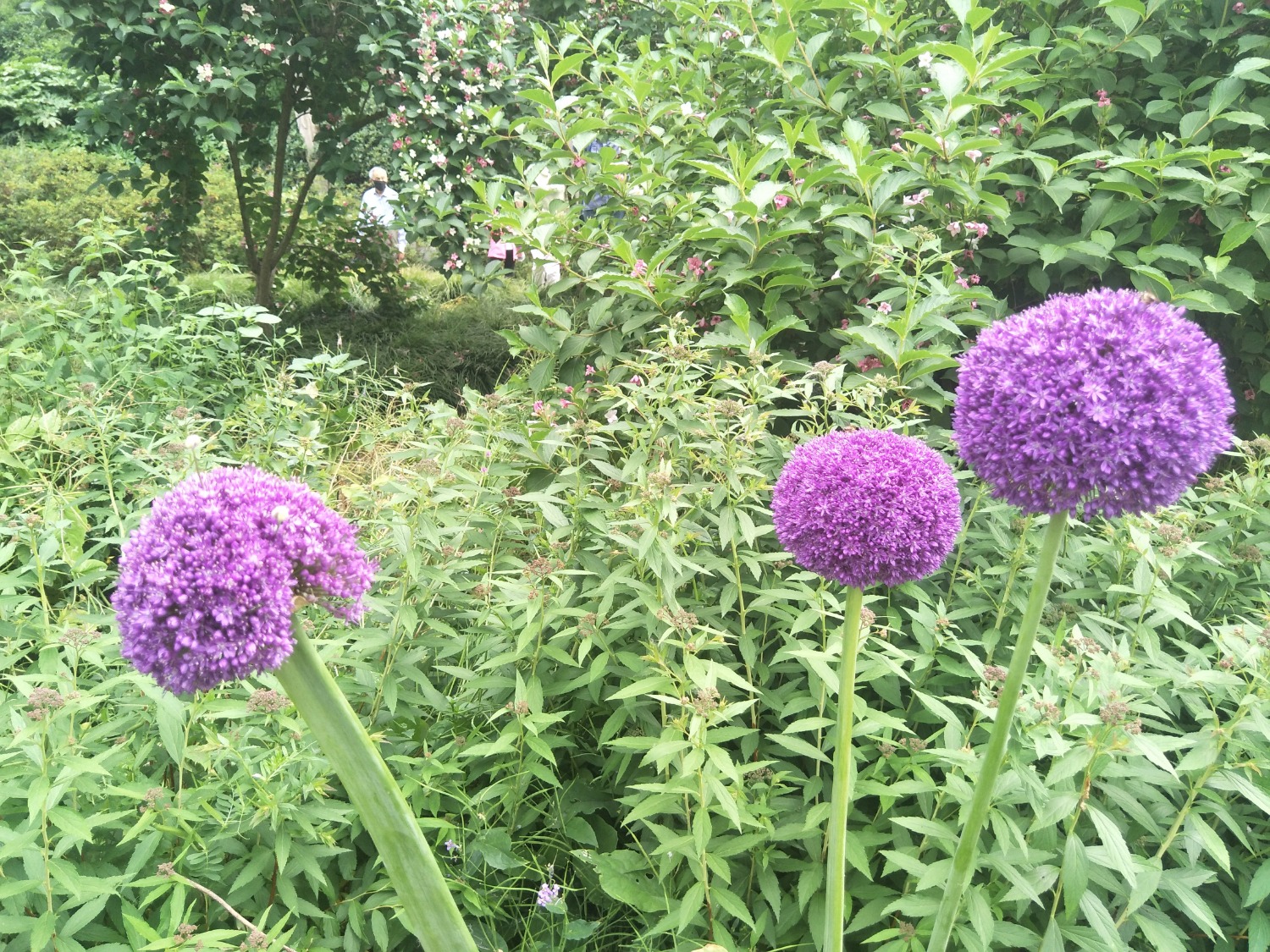 IMG20200510145352.jpg