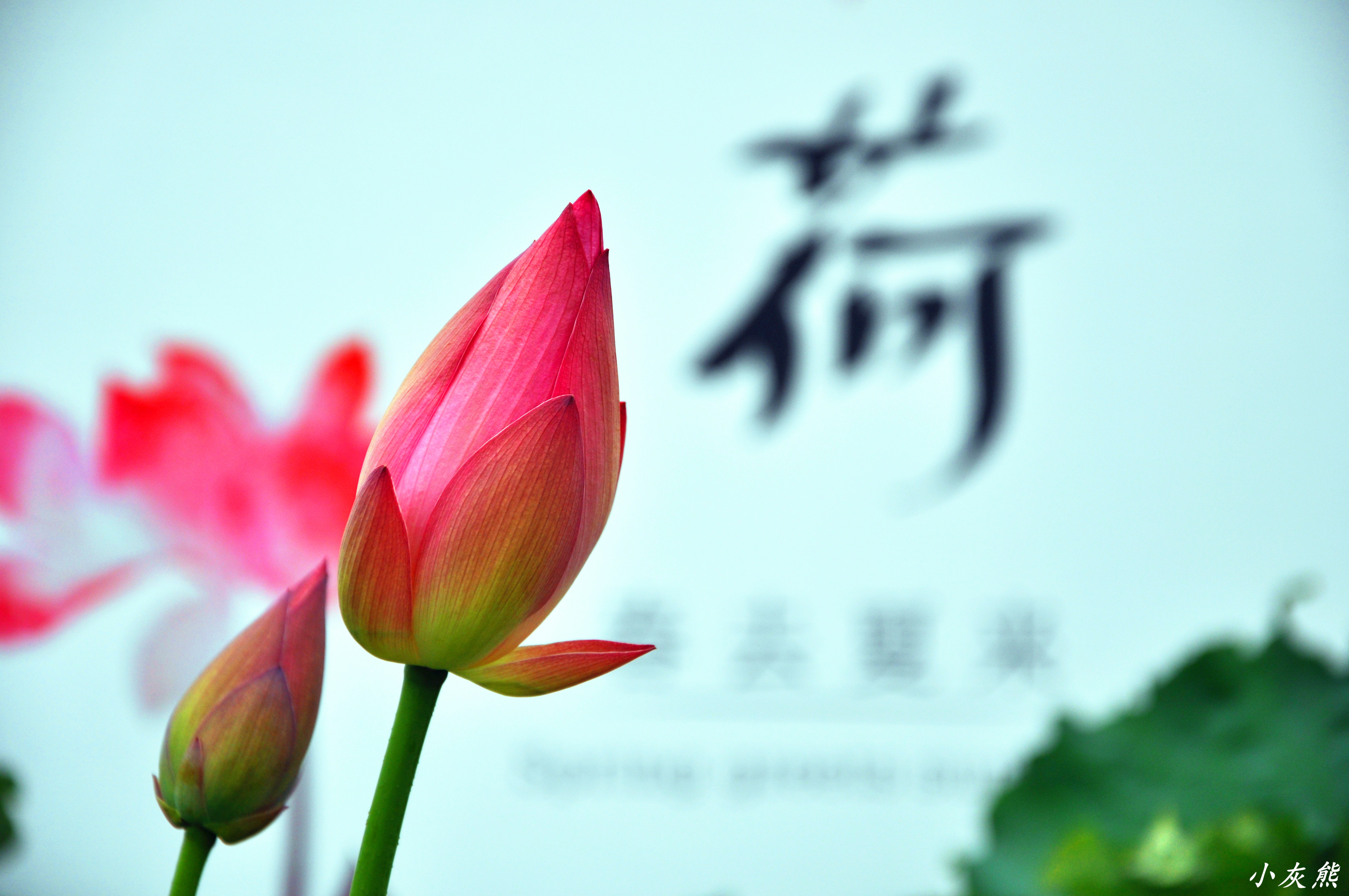 最美夏荷