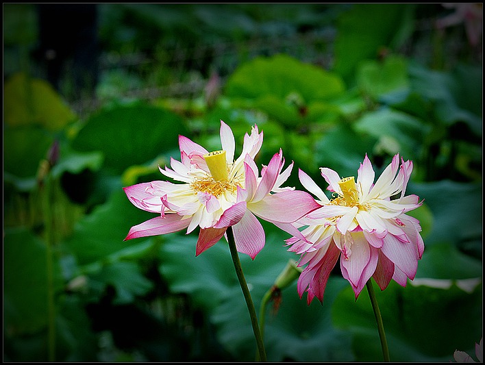 DSC_9069_o,.jpg