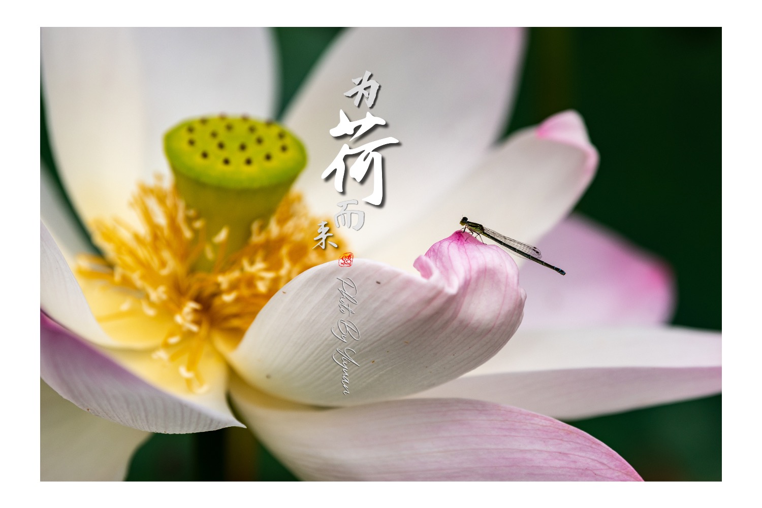 4DFE5221-B891-4CDC-9C8A-E67FCBA9FEA8.jpeg