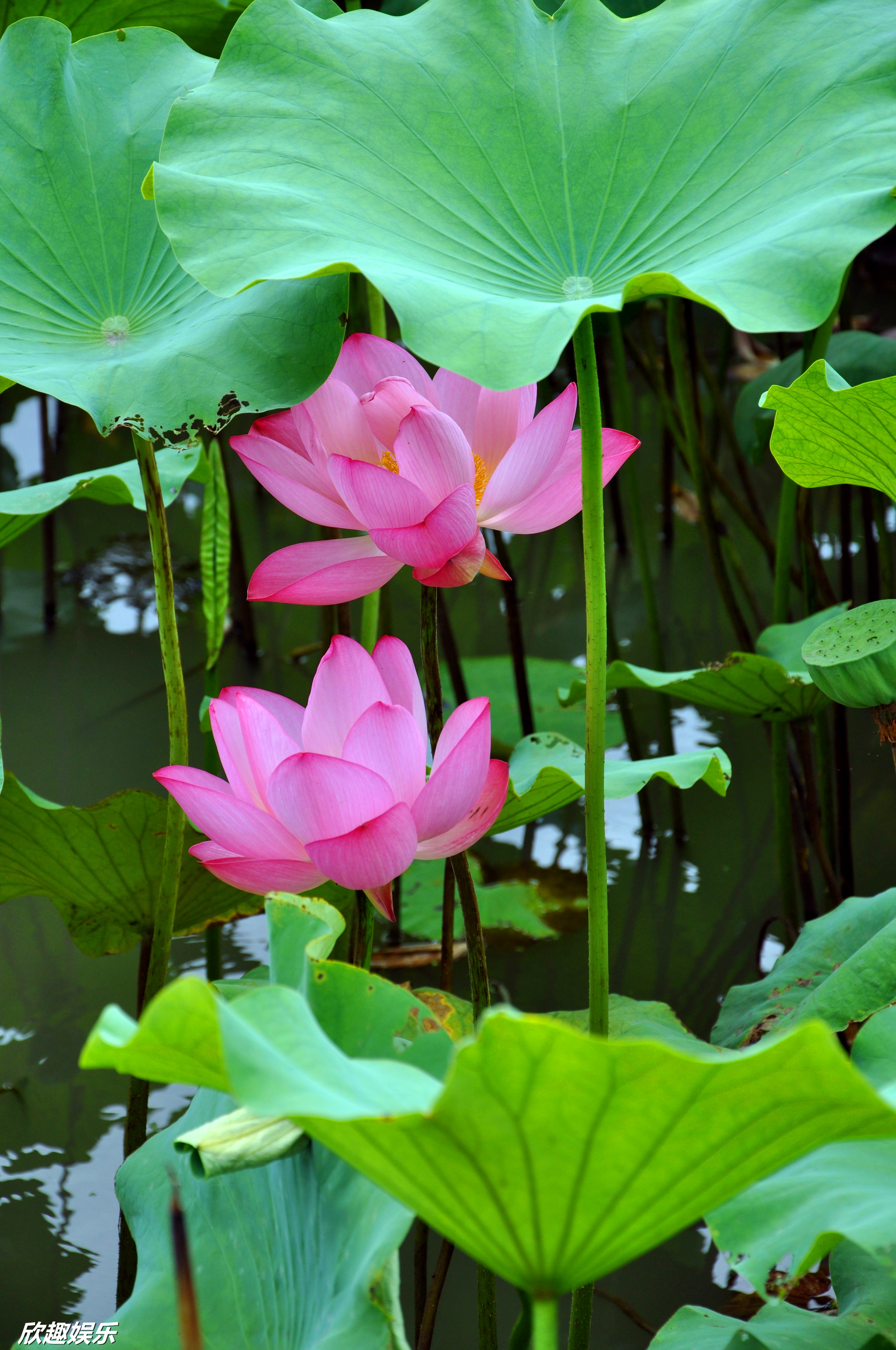 相映生花
