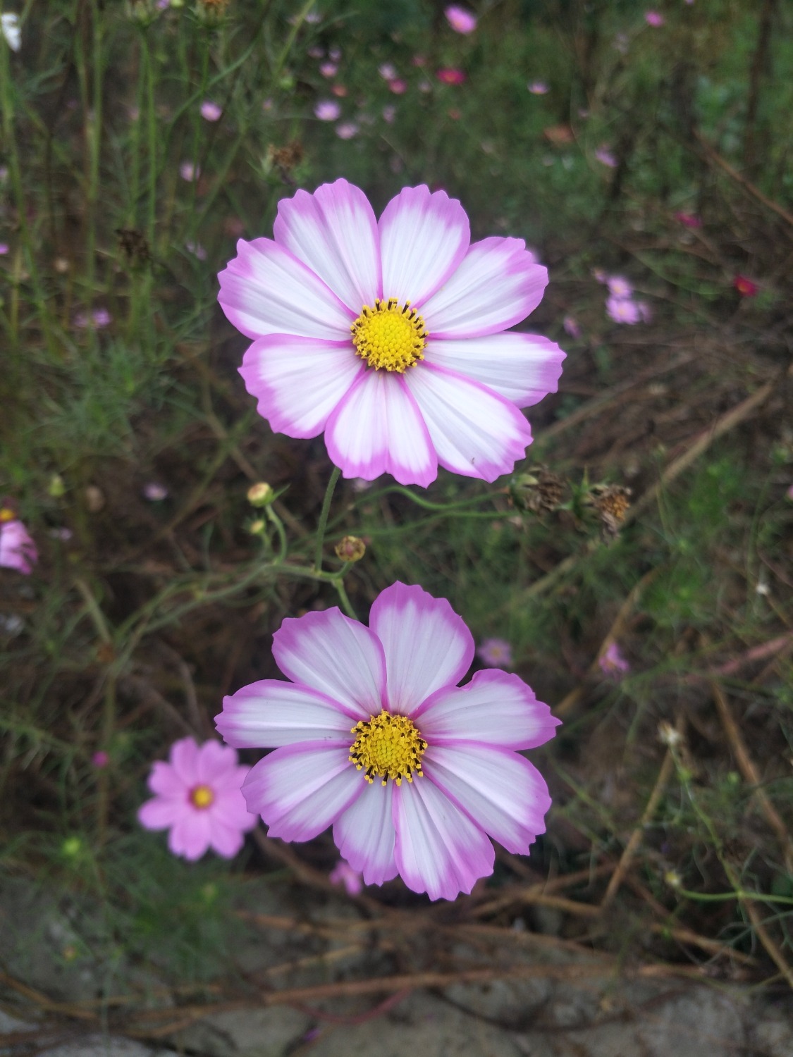 IMG20201002151938.jpg
