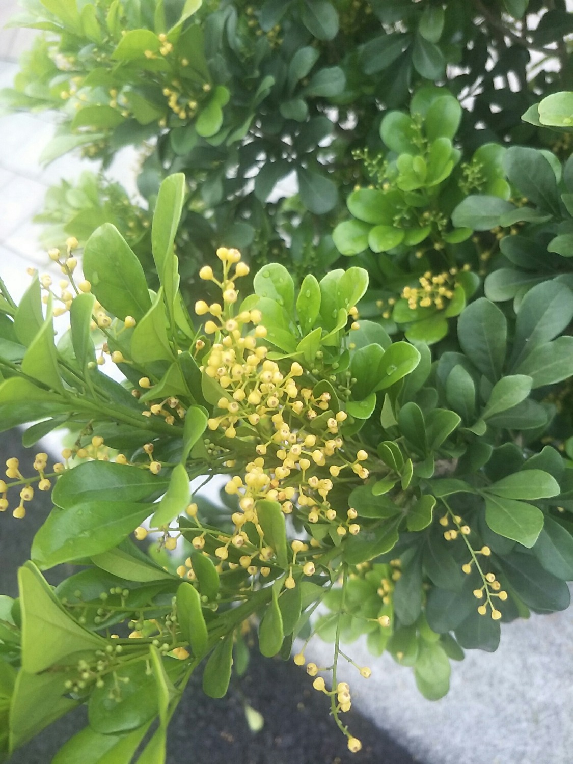 1602838553156.jpg