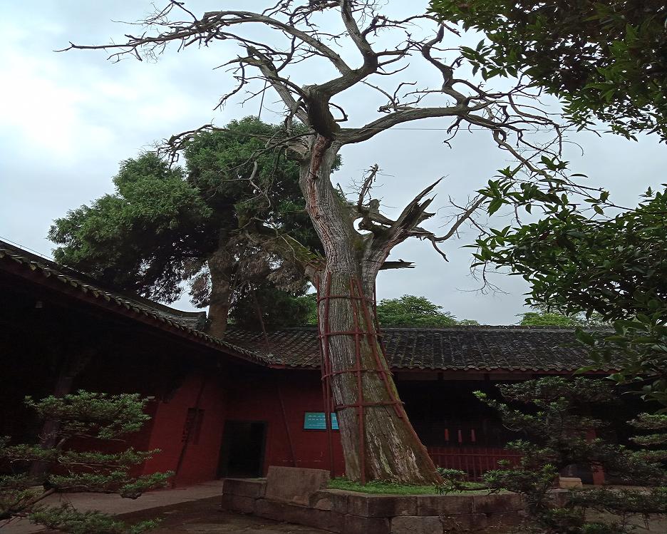 庞统祠前诸葛手植柏树龄1800年.jpg