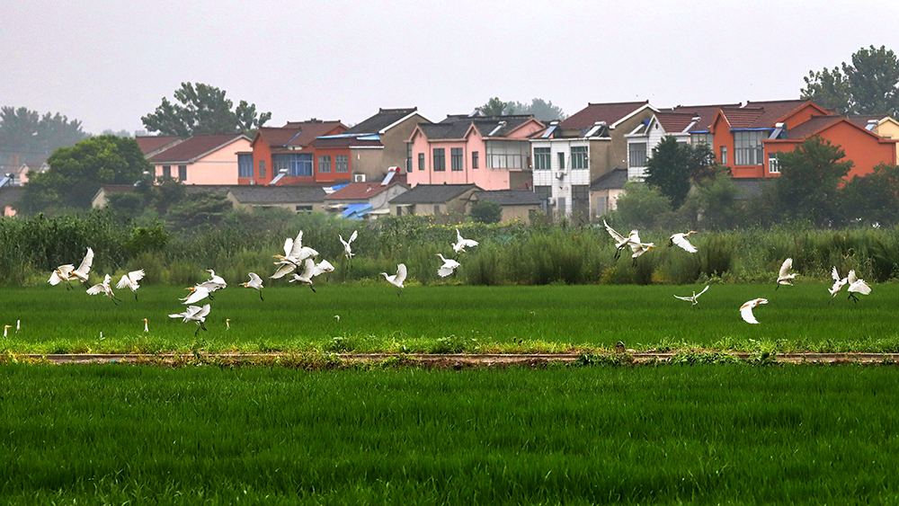 马俊先鹤飞小康村.jpg