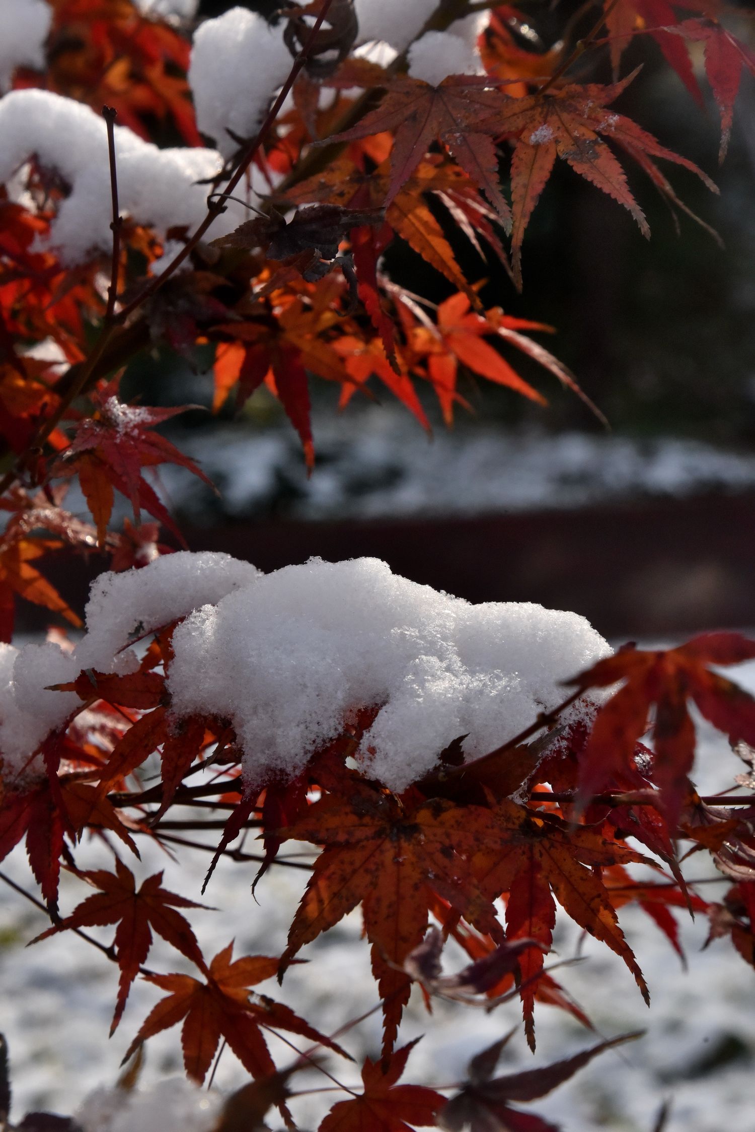 DSC_4284 n m.jpg