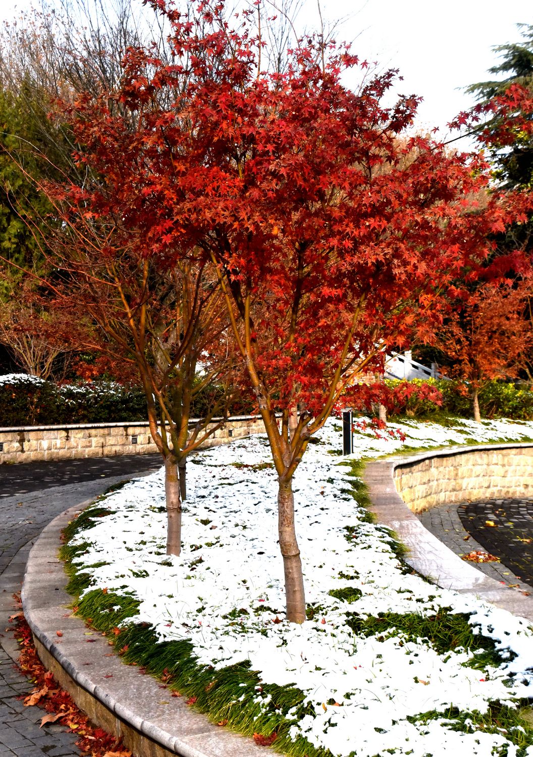 DSC_4290 n m.jpg