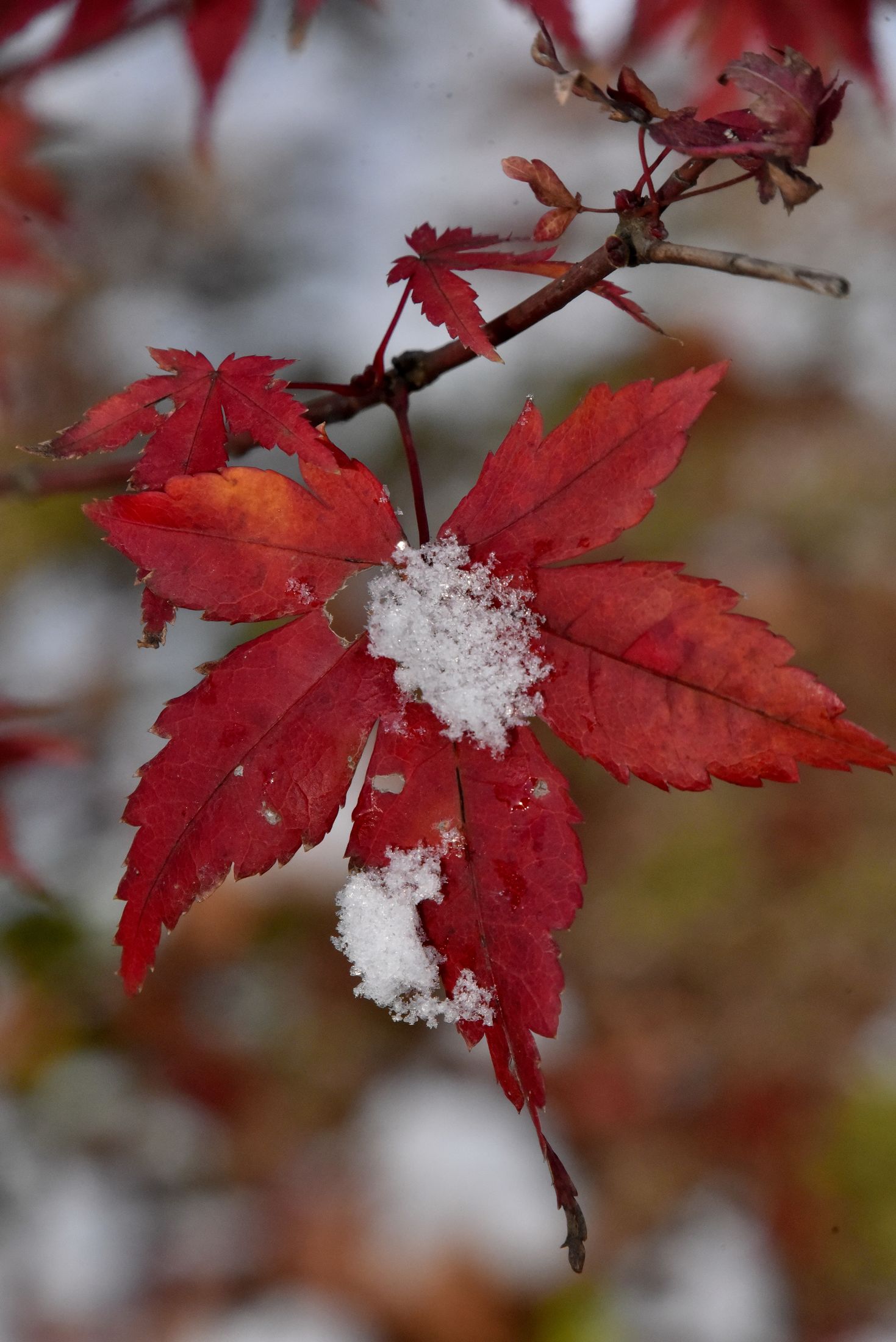 DSC_4292 b m.jpg