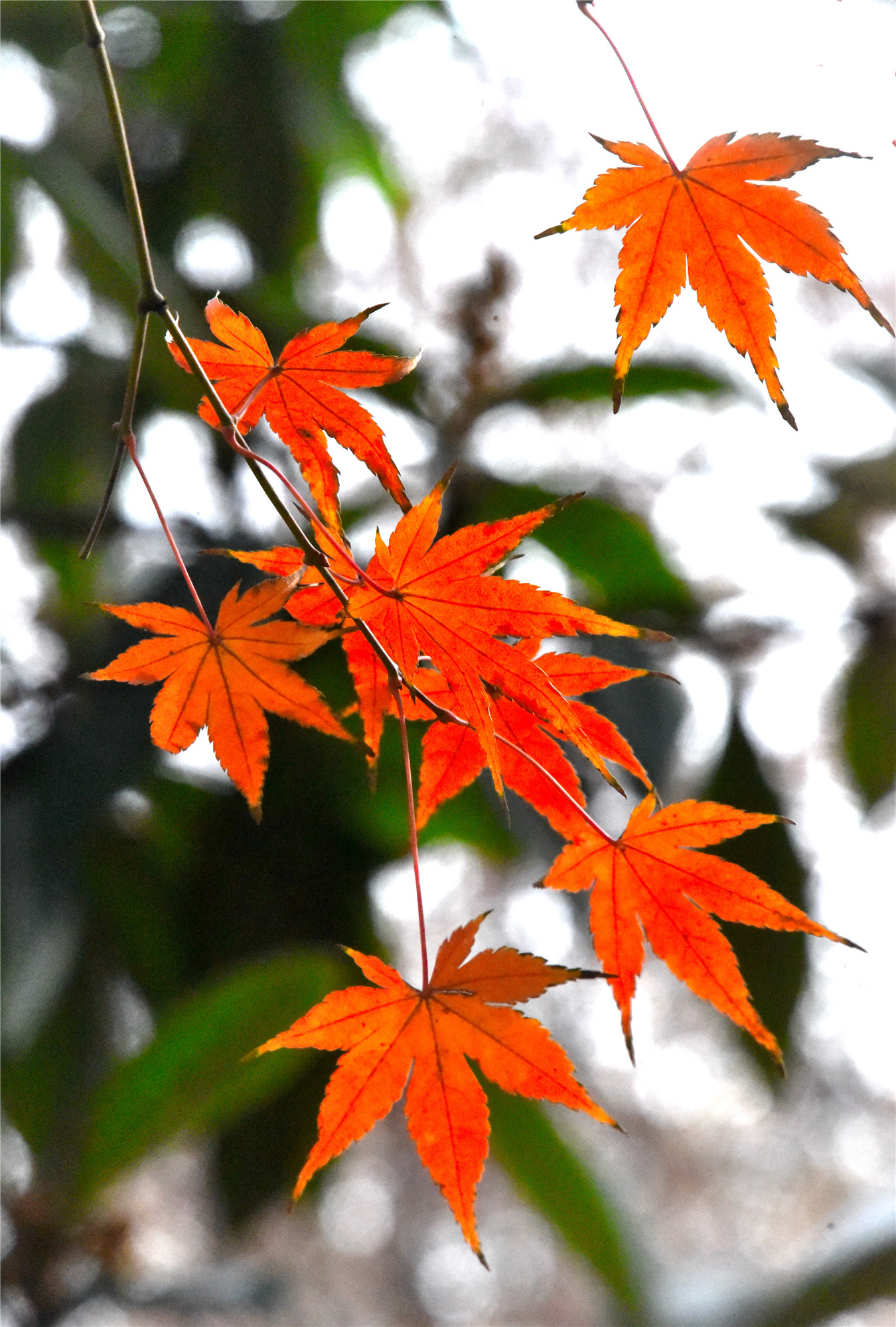 DSC_4305 n.JPG