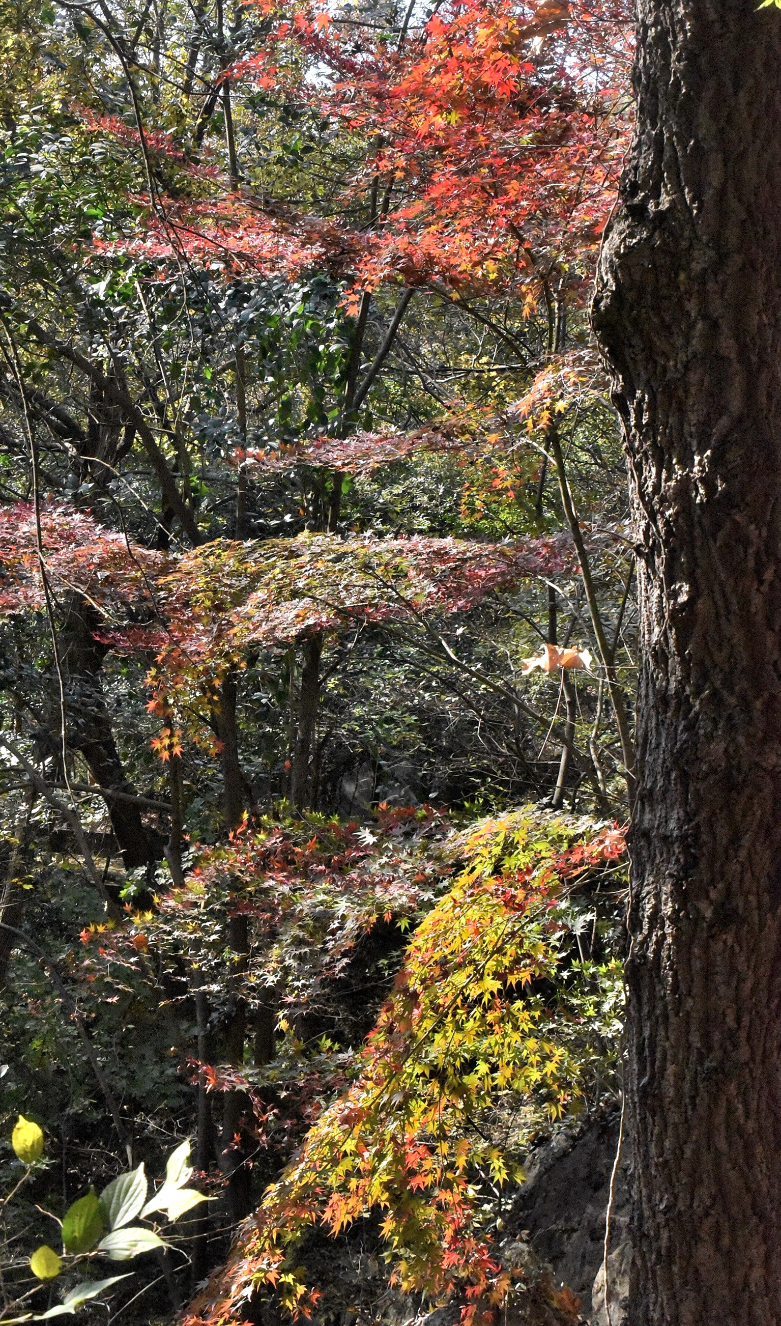 DSC_4253 n22.jpg