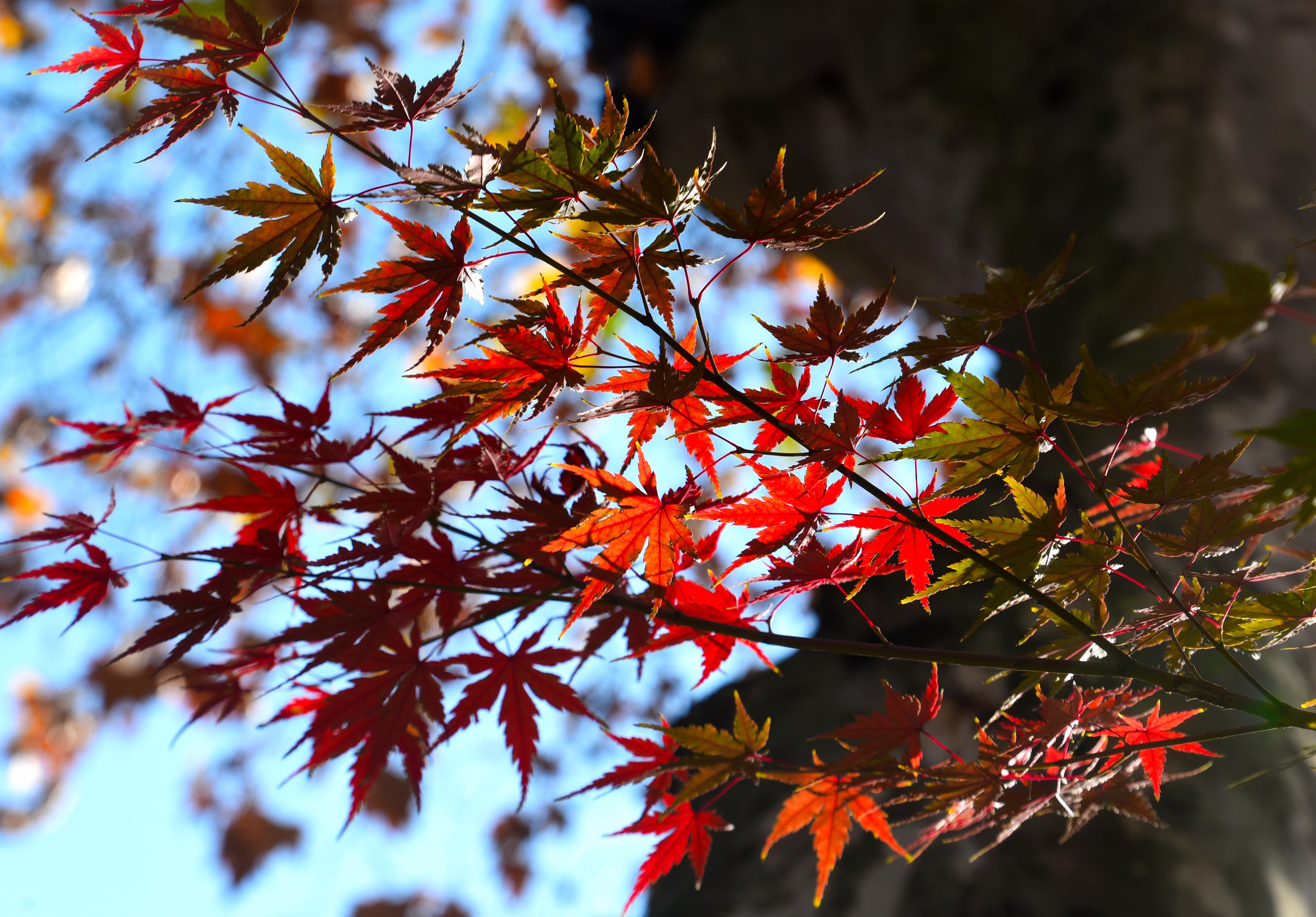 DSC_4196 n2 m.jpg