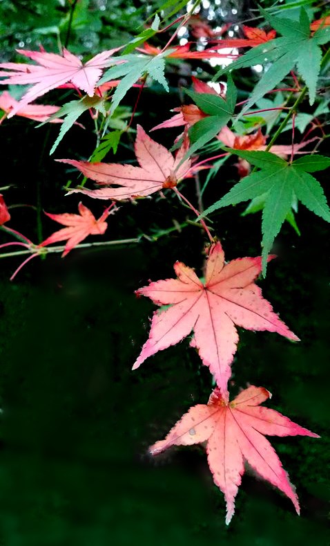 20201121_113158.jpg