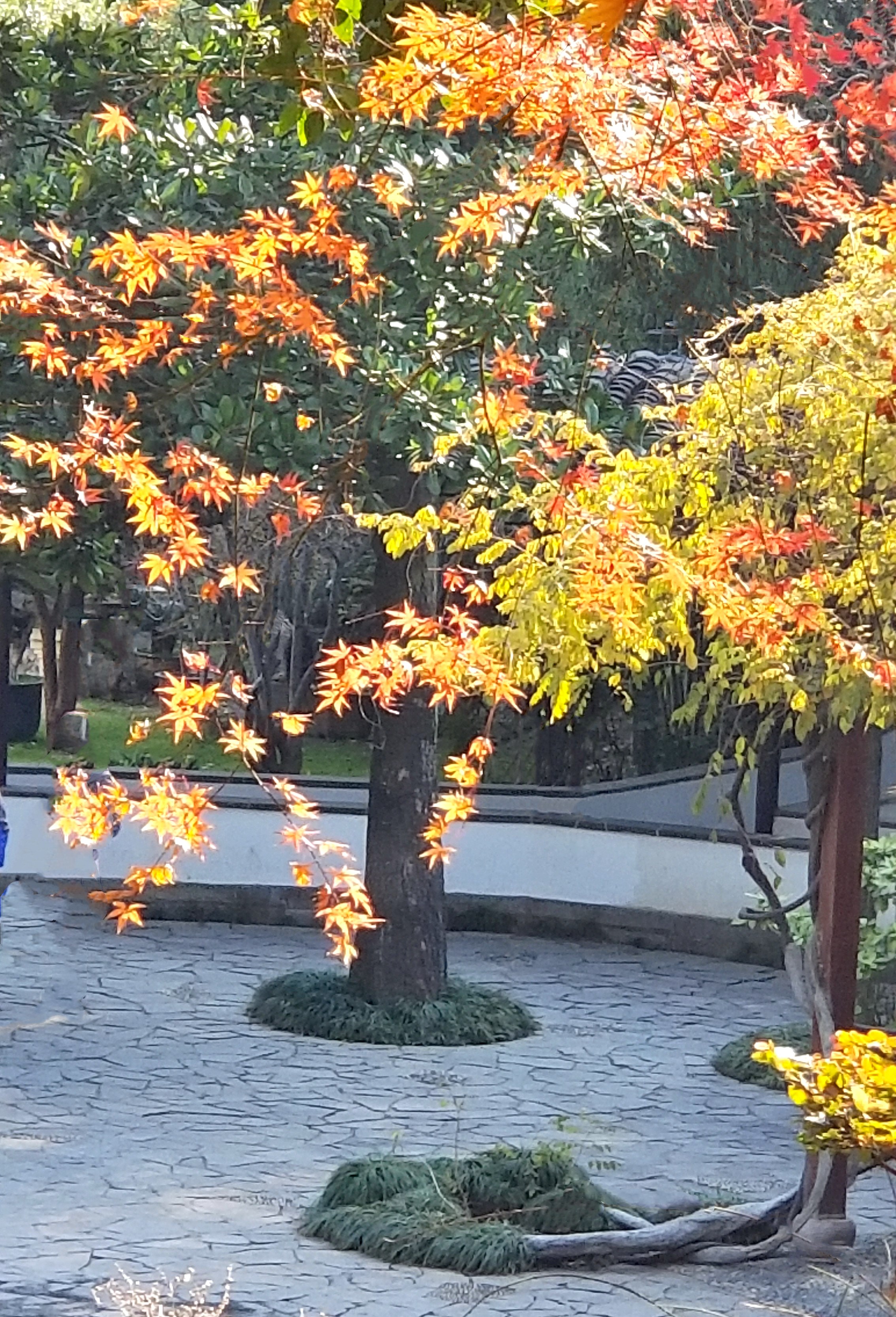 20201220_113647 n2 g.jpg