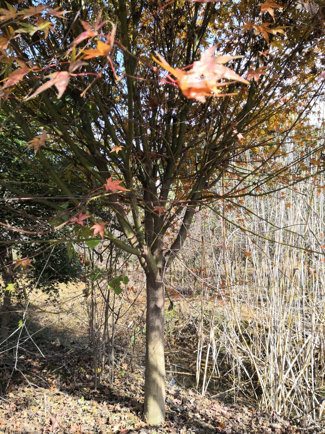 IMG_20201129_123337.jpg