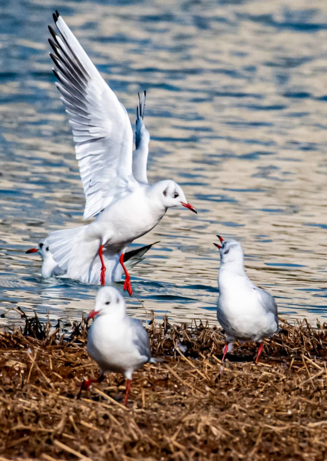 wechat_upload16105304765ffebeac32161