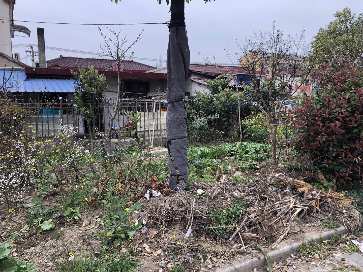 灌木砍掉，花草移除种菜